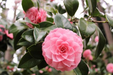 Camillia Pink